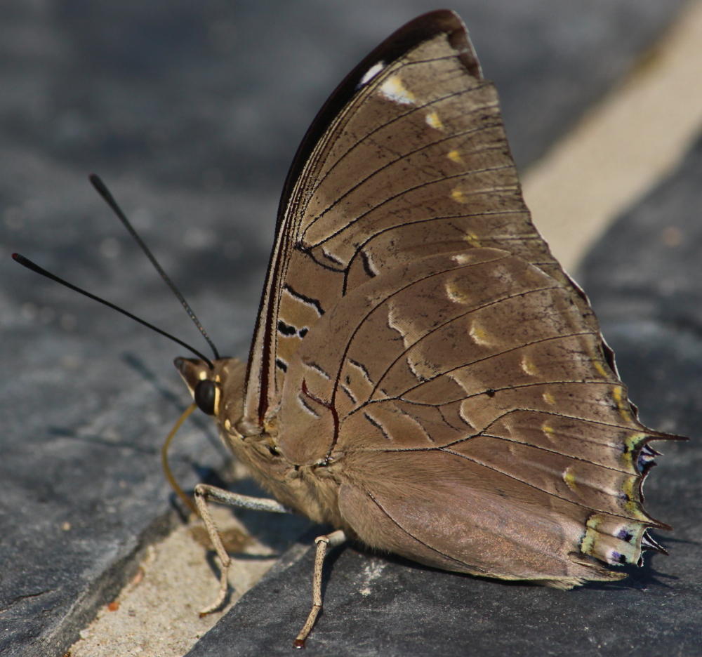 Large Blue Charaxes