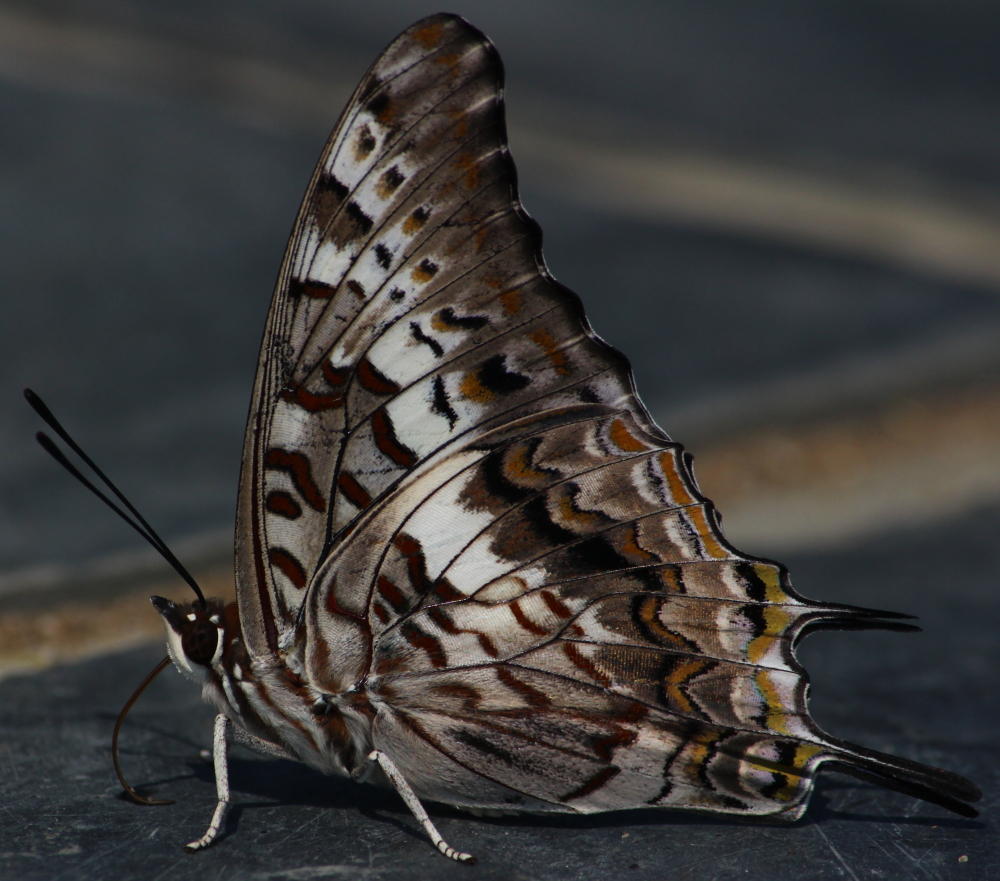 Bushveld Charaxes