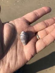 Conus ventricosus