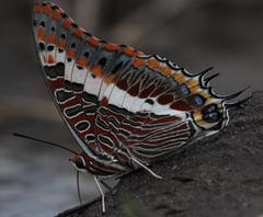 Charaxes saturnus saturnus