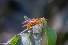 Polistes apachus