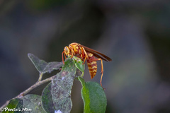 Polistes apachus