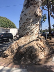 Eucalyptus cladocalyx