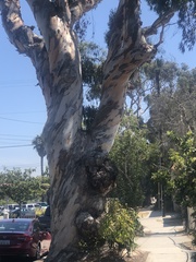 Eucalyptus cladocalyx