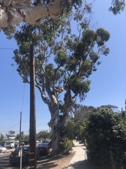 Eucalyptus cladocalyx