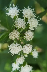 Ageratina altissima