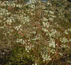 Seseli campestre