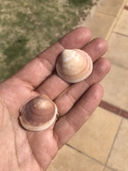 Glycymeris nummaria