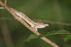 Furcifer rhinoceratus
