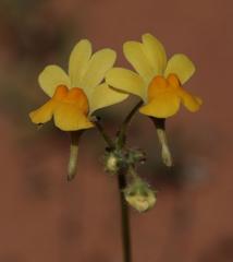 Nemesia ligulata
