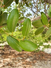 Sarcomphalus domingensis