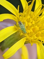 Macrotylus atricapillus