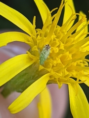 Macrotylus atricapillus