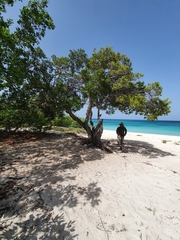 Sarcomphalus domingensis