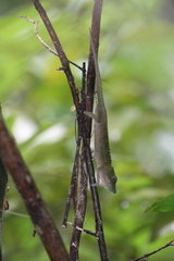 Furcifer rhinoceratus