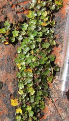 Hydrocotyle microphylla