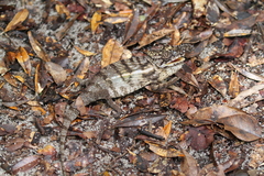 Furcifer rhinoceratus