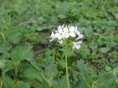 Cardamine pratensis