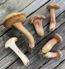 Xerocomus ferrugineus