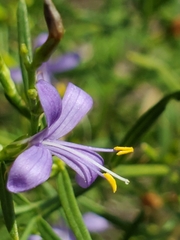 Carlowrightia linearifolia