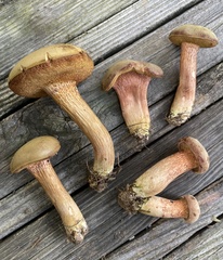Xerocomus ferrugineus