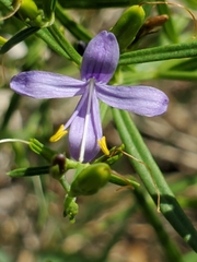 Carlowrightia linearifolia