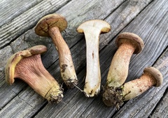 Xerocomus ferrugineus