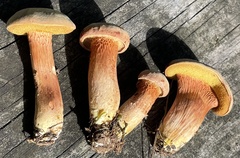 Xerocomus ferrugineus