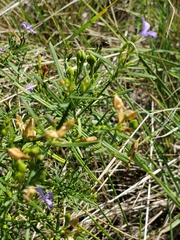 Carlowrightia linearifolia