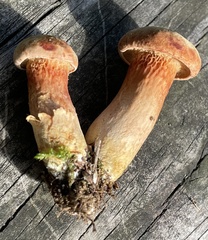 Xerocomus ferrugineus