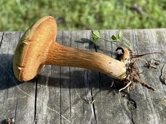 Xerocomus ferrugineus