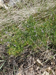 Carlowrightia linearifolia