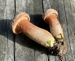 Xerocomus ferrugineus