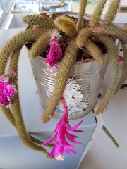 Aporocactus flagelliformis