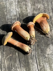 Xerocomus ferrugineus