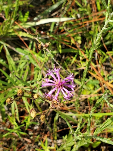Image of Vernonia texana by (c) Joshua Soileau, some rights reserved (CC BY)