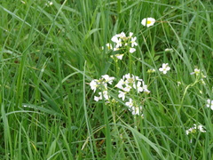 Cardamine pratensis