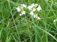 Cardamine pratensis