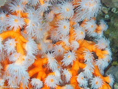 Dendrophyllia ramea