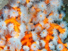 Dendrophyllia ramea