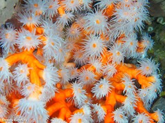 Dendrophyllia ramea