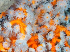 Dendrophyllia ramea