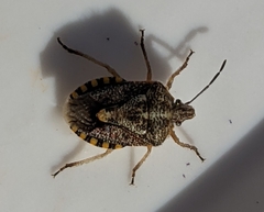 Agonoscelis puberula