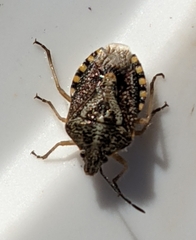 Agonoscelis puberula