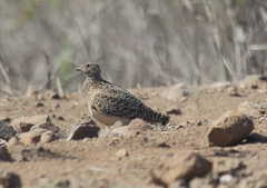 Thinocorus orbignyianus orbignyianus