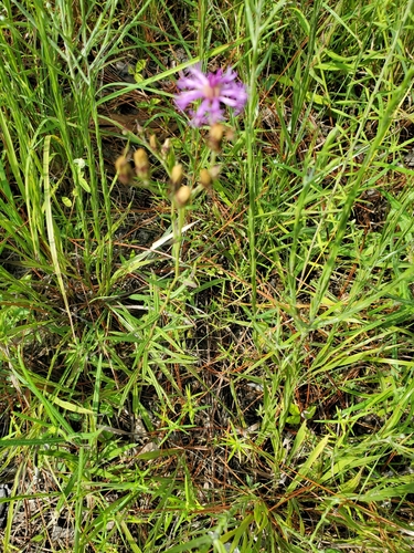 Image of Vernonia texana by (c) Joshua Soileau, some rights reserved (CC BY)