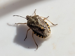 Agonoscelis puberula