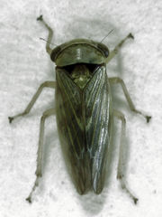 Rhytidodus decimusquartus
