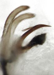 Rhytidodus decimusquartus