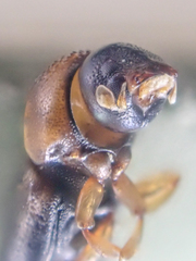 Trypodendron